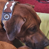 Dog Collar for Rhodesian Ridgeback
