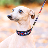 small dog with red white and blue beaded leather extra wide lurcher collar and leash in Liberty design handmade by The Maasai Collection