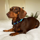 Dog Collar for Dachshund