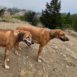 Dog Collar for Rhodesian Ridgeback