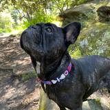 Dog Collar for French Bulldog