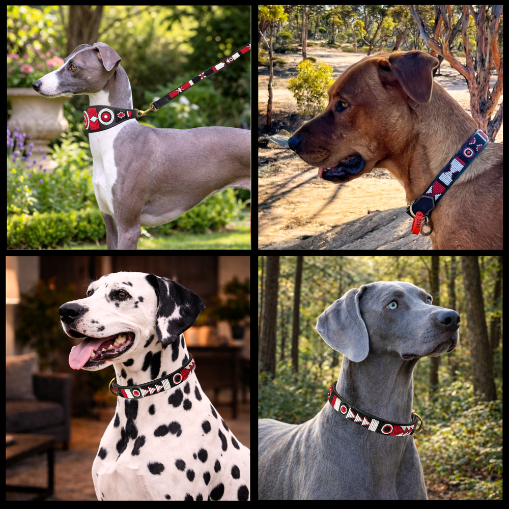 Collage of four dogs wearing various sizes and widths of black white and red handmade beaded leather collars and leashes from The Maasai Collection in Pride design
