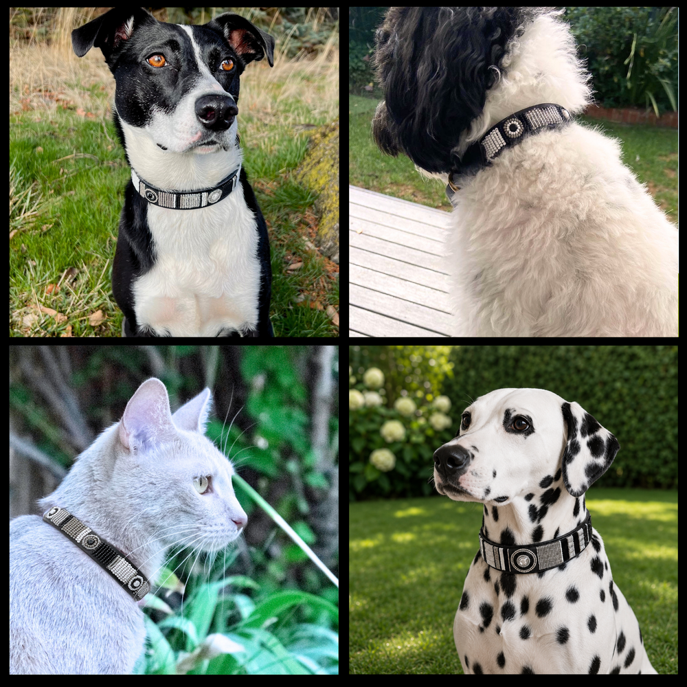 Collage of three dogs and a cat wearing various sizes and widths of black white and silver handmade beaded leather collars and leashes from The Maasai Collection Moonlight design