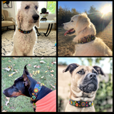 Collage of four dogs wearing various sizes and widths of handmade dog collars for The Maasai Collection featuring the multi-coloured Solaris design