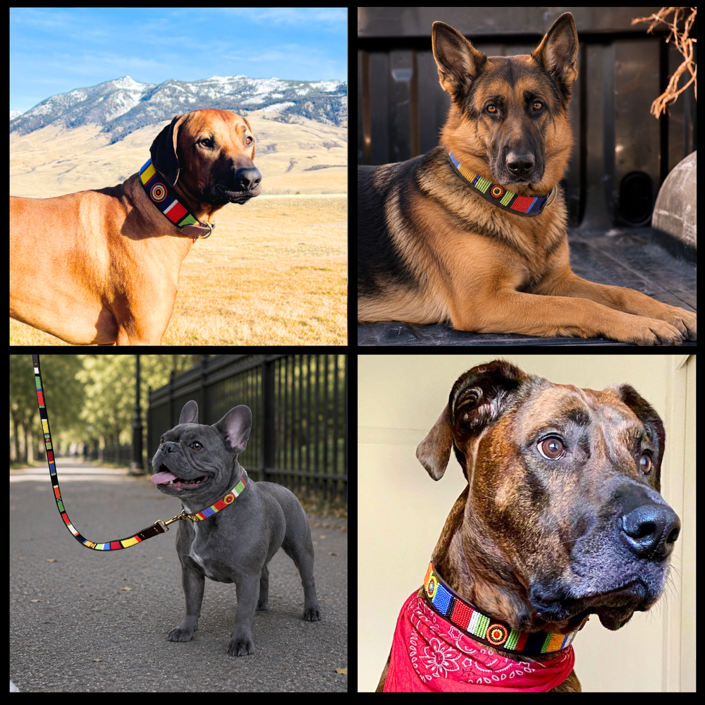 Collage of four dogs wearing various sizes and widths of the multi-coloured Sundance design handmade beaded leather collars and leashes from The Maasai Collection