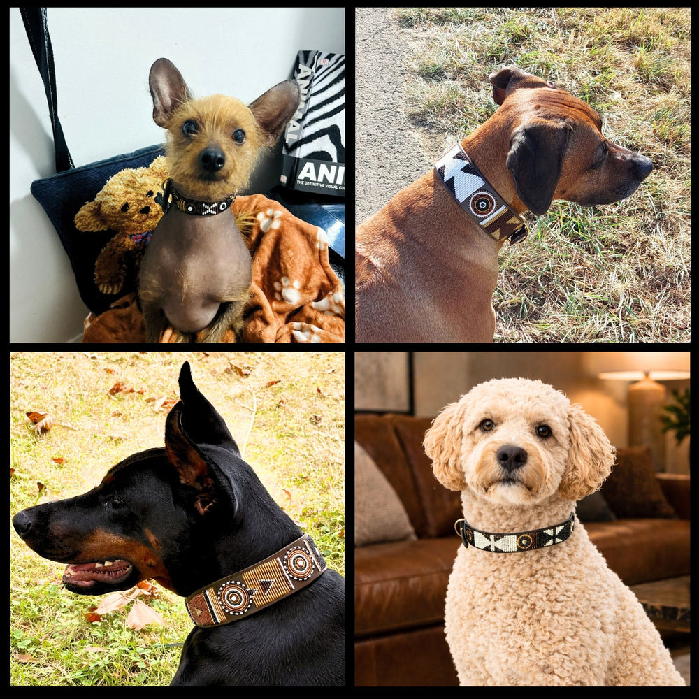 Collage of four dogs wearing various sizes and widths of brown black and gold handmade beaded leather collar from The Maasai Collection