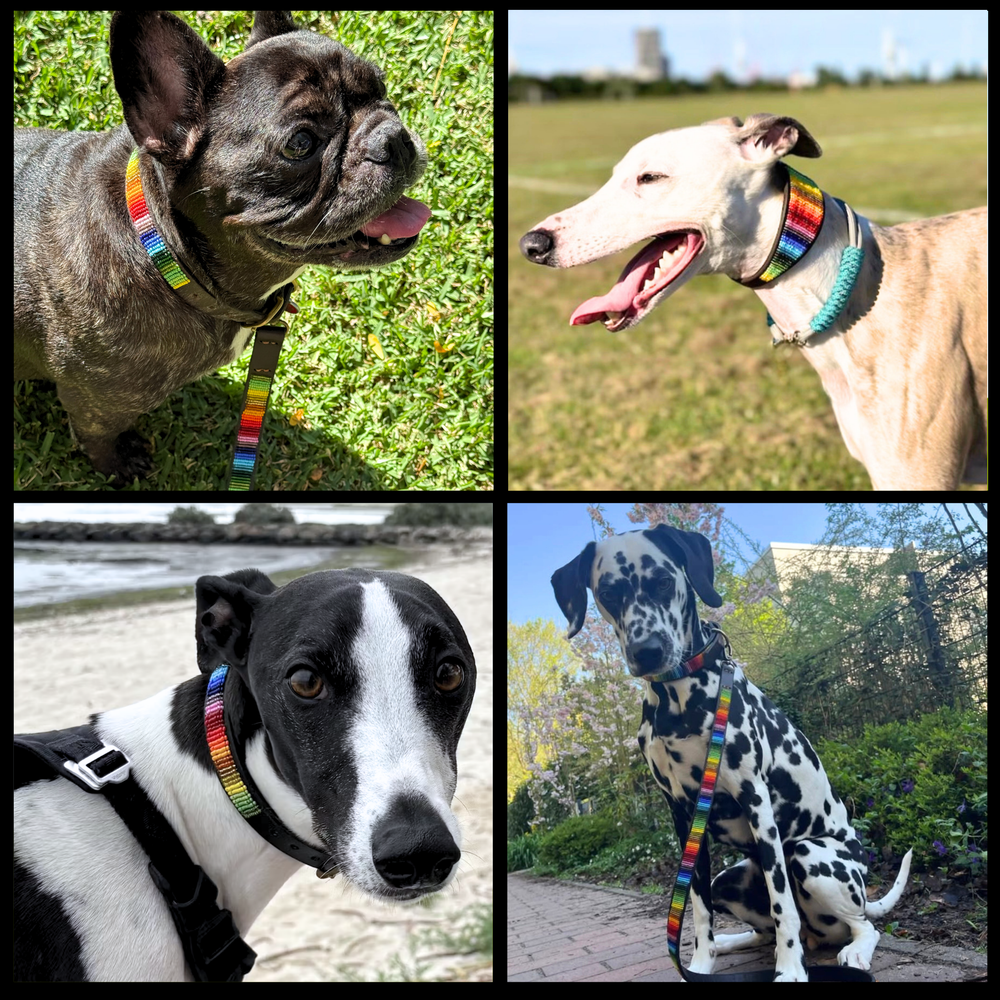 Collage of four dogs wearing various sizes and widths of rainbow design handmade beaded leather collars and matching leashes from The Maasai Collection