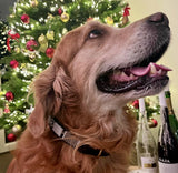 Dog Collar for Golden Retriever