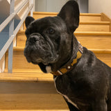 Dog Collar for French Bulldog
