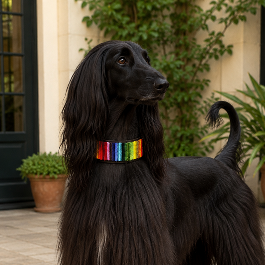 Black afghan hound with a beaded rainbow leather collar standing on a patio