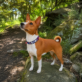 Basenji standing on a rock wearing a red white and blue beaded leather collar