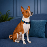 Basenji sitting on a blue couch wearing a peacock blue greed and gold beaded leather collar