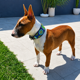 Bull Terrier wearing a peacock blue green and gold collar standing on a patio with plants in the background