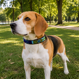 Beagle wearing a blue green gold beaded leather collar in a park setting