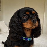 Cavalier King Charles spaniel in spelling peacock blue green and gold beaded leather handmade collar