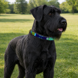 Dog Collar for Giant Schnauzer