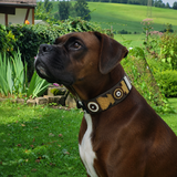 Boxer dog wearing a beautiful brown, black, gold and white beaded leather collar