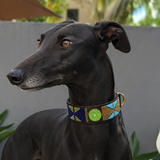 Black greyhound wearing a colorful blue and green beaded collar