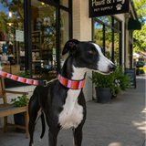 Black and white greyhound in pink beaded leather collar and leash
