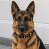 Dog Collar for German Shepherd