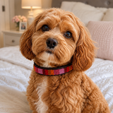 Dog Collar for Cavoodle
