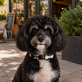 Dog Collar for Cavoodle