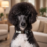 Dog Collar for Standard Poodle