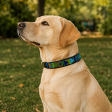 Dog Collar for Labrador