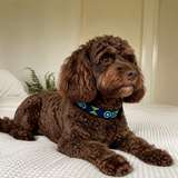 Dog Collar for Cavoodle