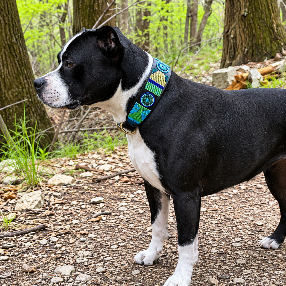 Black and white dog wearing a colourful peacock collar.