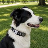 Dog Collar for Border Collie