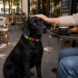Dog Collar for Labrador