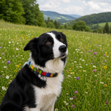 Dog Collar for Border Collie