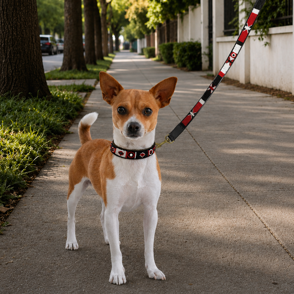 small terrier dog wearing matching beaded leather collar and leash in red white and black Pride design from The Maasai Collection