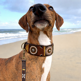 Dog Leash - Nature