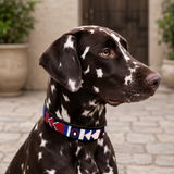 Liver dalmatian in stunning red white and blue beaded leather Maasai handmade dog collar