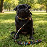 Black pug wearing matching beaded leather collar and leash in multi-coloured Solaris design from The Maasai Collection