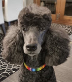 Dog Collar for Standard Poodle