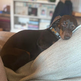 Dog Collar for Dachshund