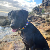Dog Collar for Labrador