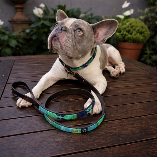 Dog with a matching beaded leather collar and leash in blue green and gold Peacock design from The Maasai Collection