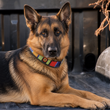 Dog Collar for German Shepherd