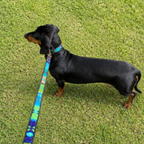 Dog with a matching beaded leather collar and leash in blue green and gold Peacock design from The Maasai Collection