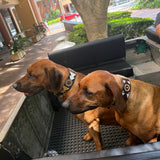 Dog Collar for Rhodesian Ridgeback