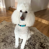 Dog Collar for Standard Poodle