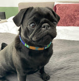 Black pug wearing a peacock blue green and gold beaded leather colorful collar on a bed