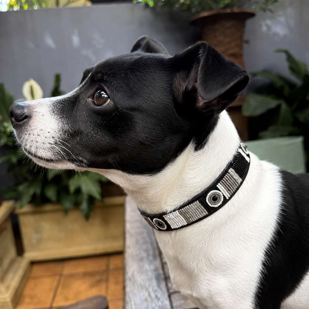 Black and white jack russell dog wearing a beautiful black white and silver beaded leather collar