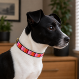 Black and white Jack Russell Terrier wearing a flamingo pink beaded leather dog collar indoors.
