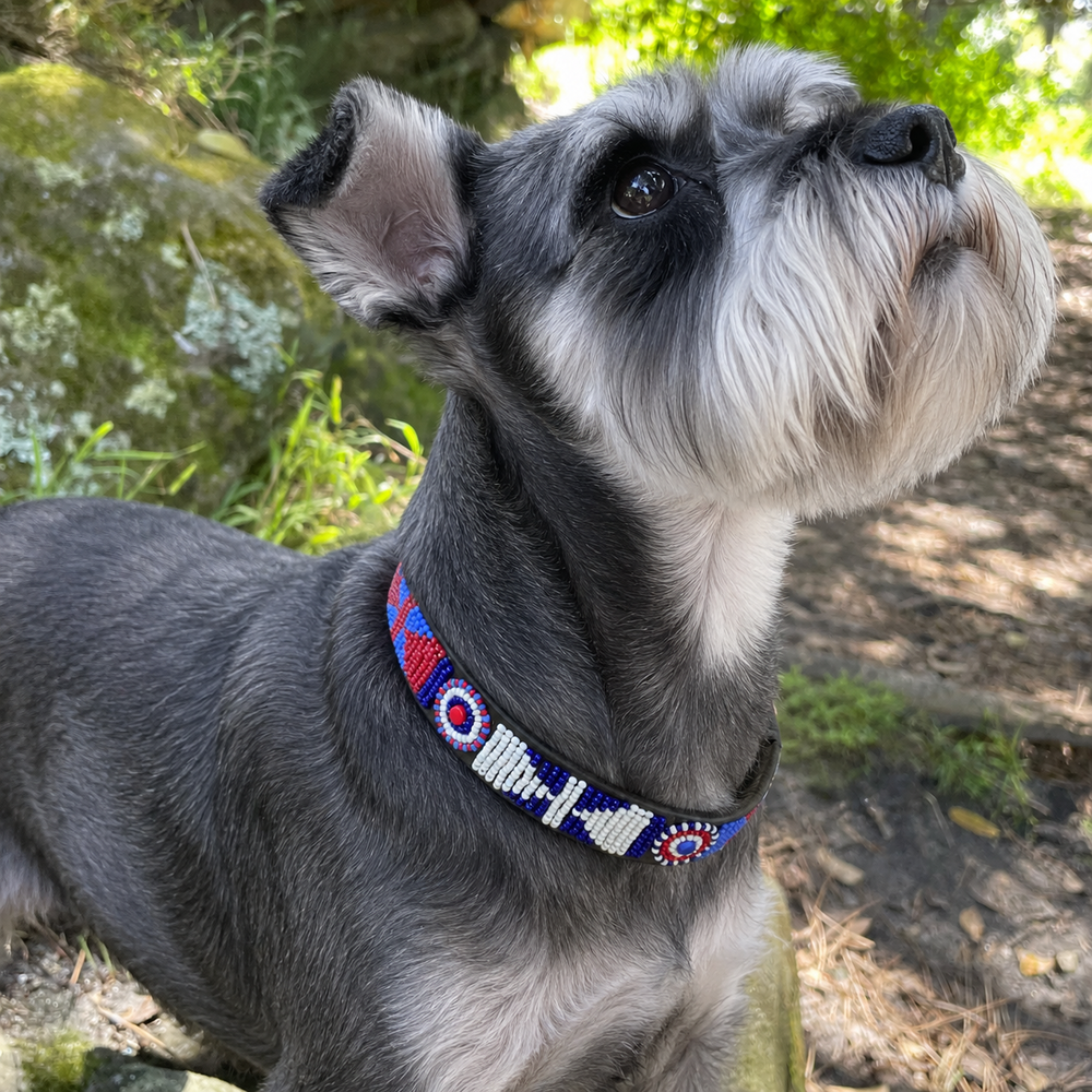 standard schnauzer with red white and blue beaded leather collar standing outdoors on a natural background