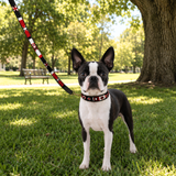 Dog Collar for Boston Terrier